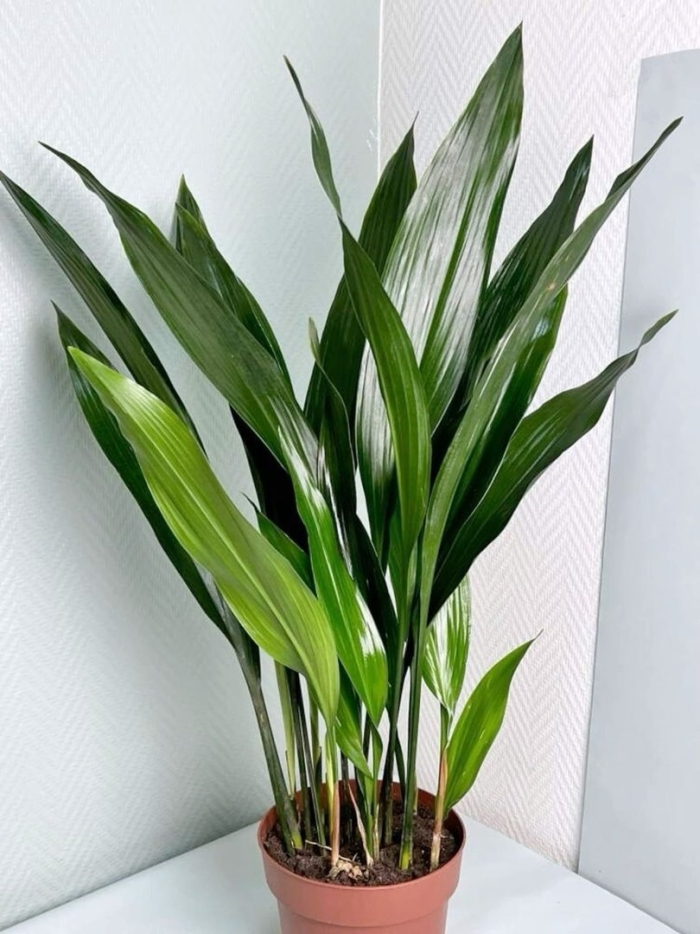 Аспидистра элатиор