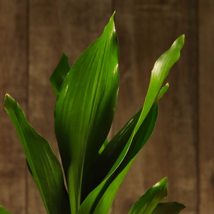 Аспидистра элатиор