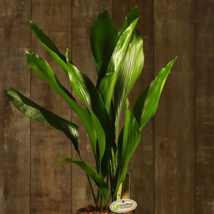 Aspidistra elatior