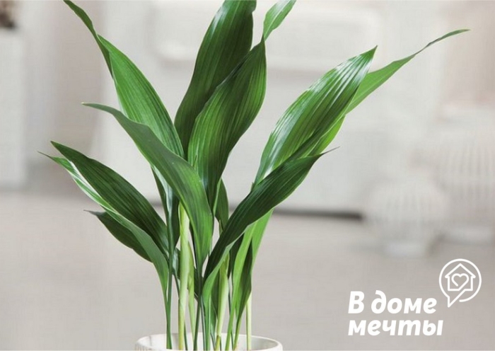 Аспидистра высокая