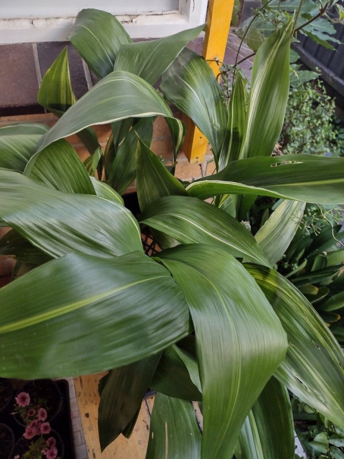 Аспидистра элатиор