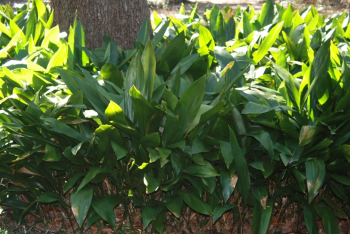 Аспидистра широколистная