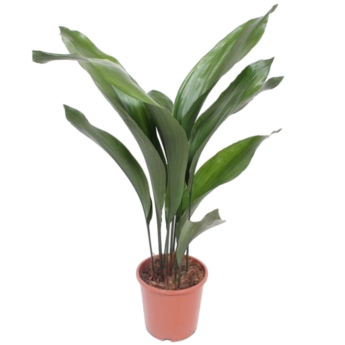 Аспидистра элатиор