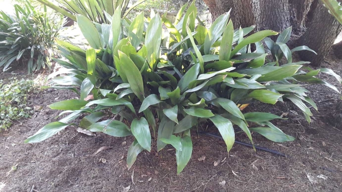Aspidistra elatior