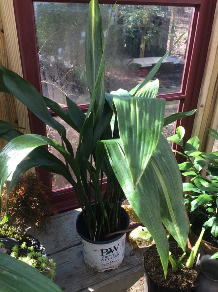 Aspidistra elatior