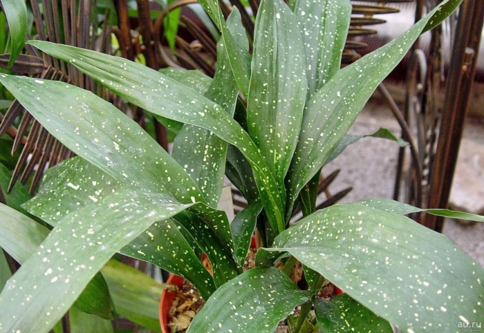 Аспидистра млечный путь