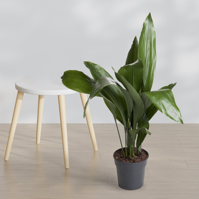 Аспидистра элатиор вар