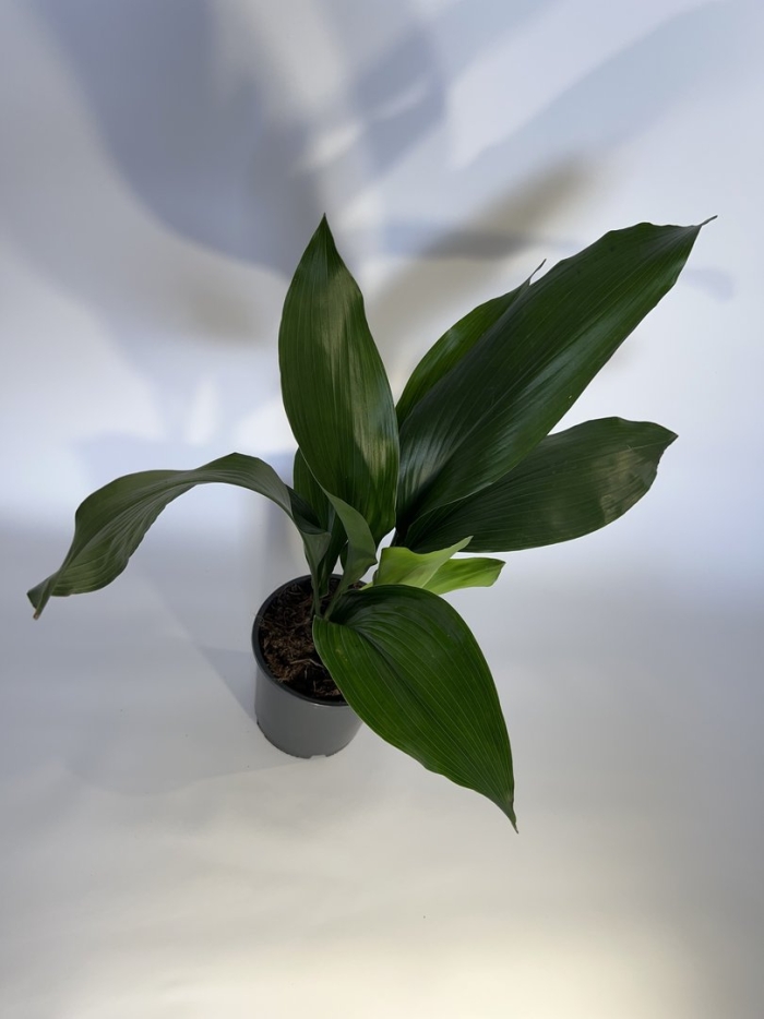 Аспидистра элатиор