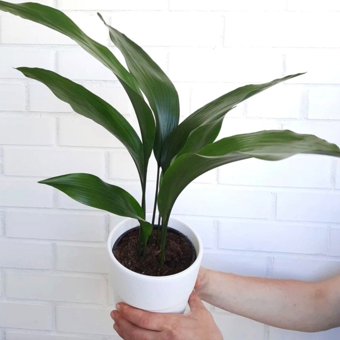 Аспидистра эухарис