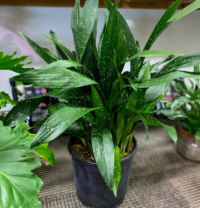 Аспидистра милки вэй