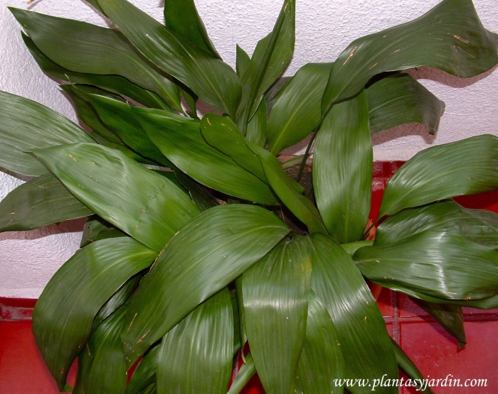 Аспидистра дружная семейка