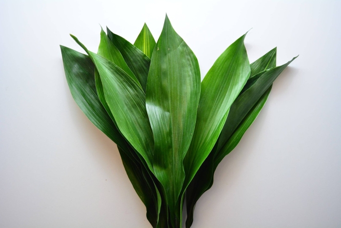 Аспидистра обланцефолиа