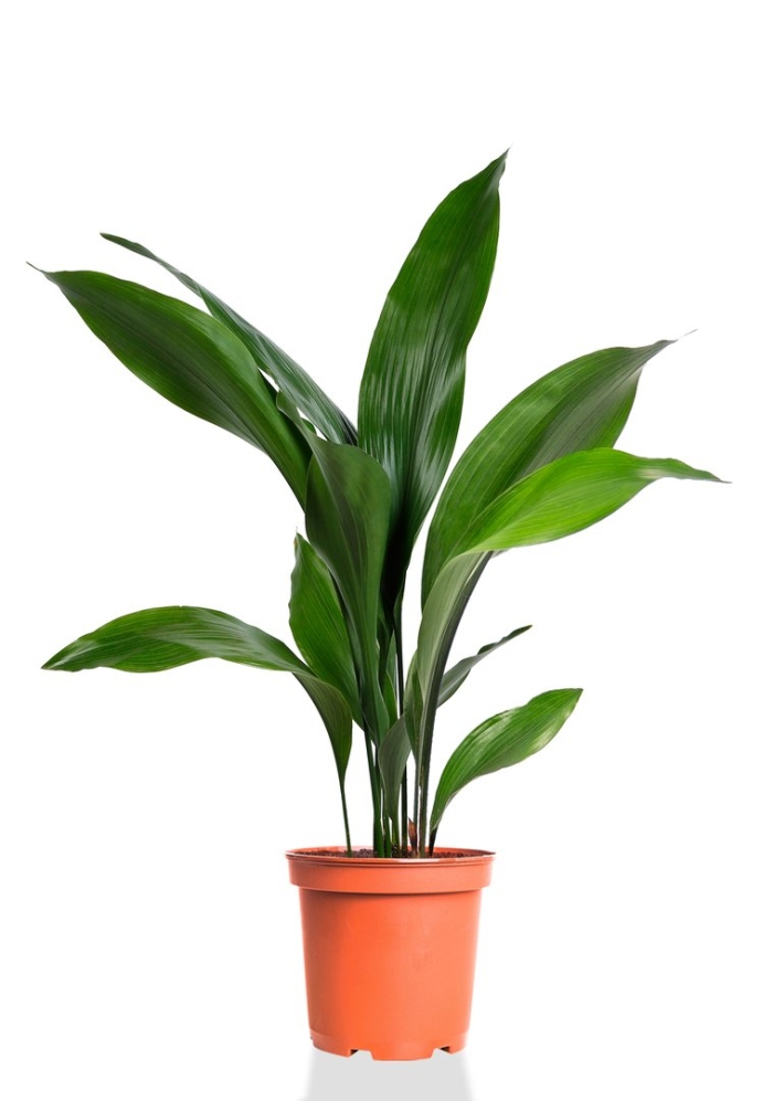 Аспидистра элатиор вар