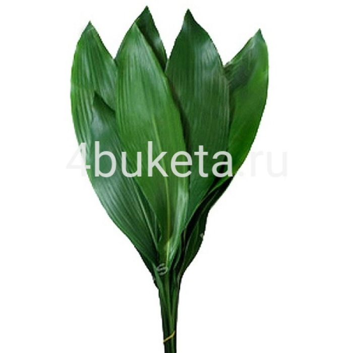 Аспидистра берграс