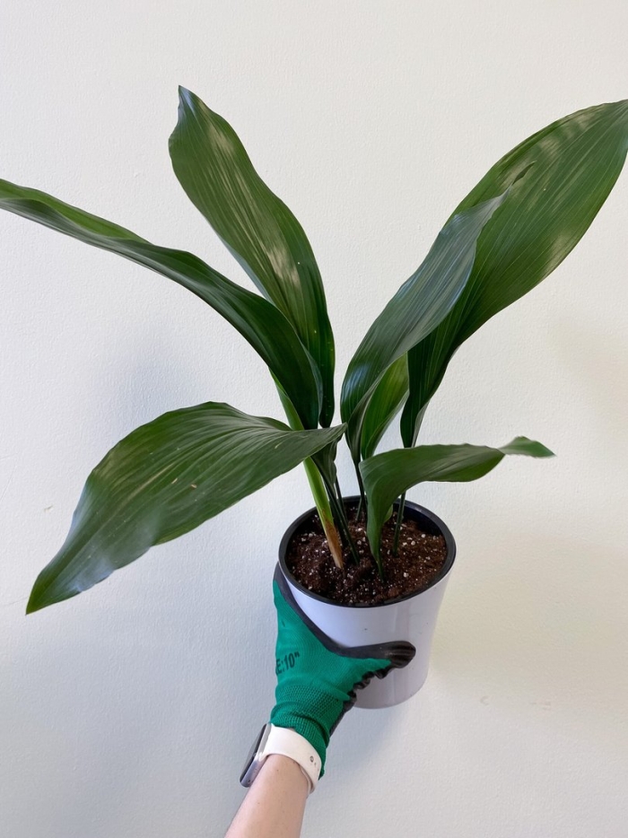 Аспидистра элатиор