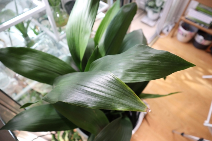 Аспидистра комнатное растение