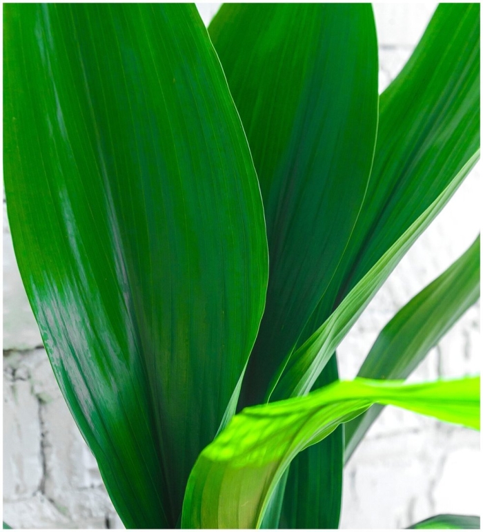 Аспидистра элатиор