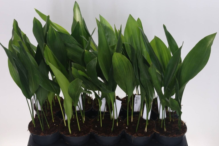 Аспидистра элатиор