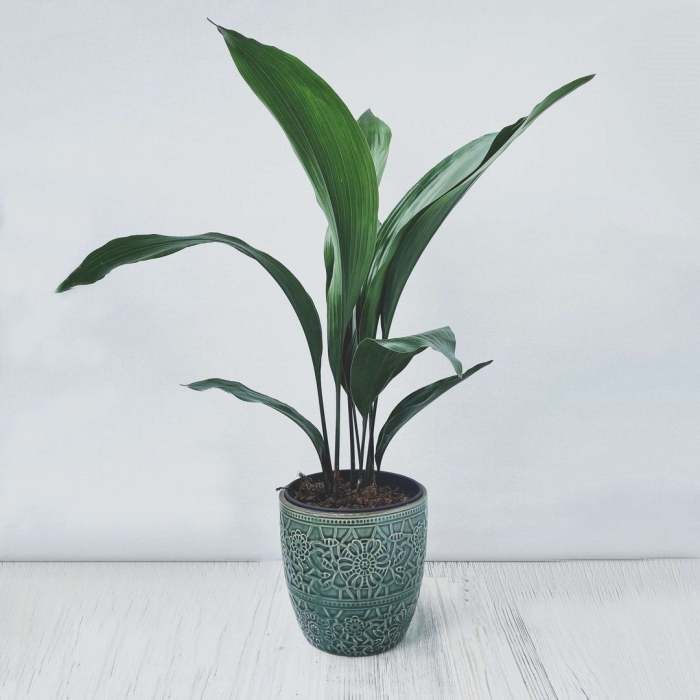 Аспидистра элатиор