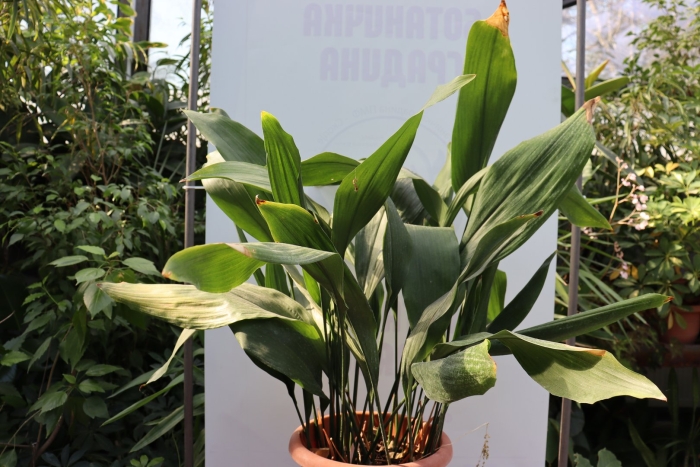 Аспидистра элатиор (aspidistra elatior)