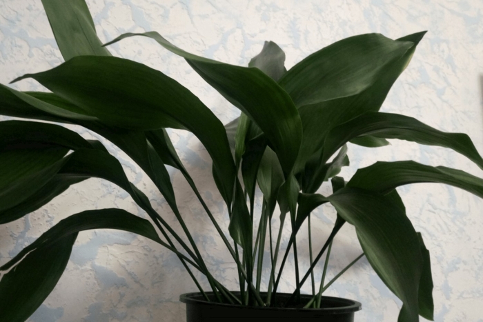 Аспидистра элатиор (aspidistra elatior)