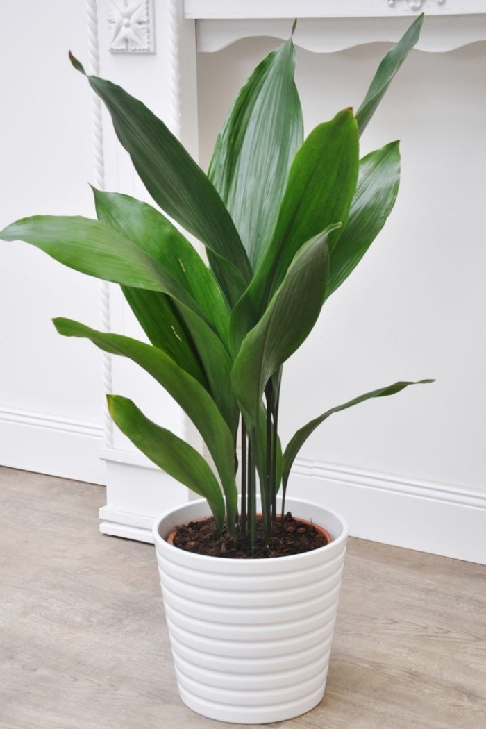 Аспидистра элатиор