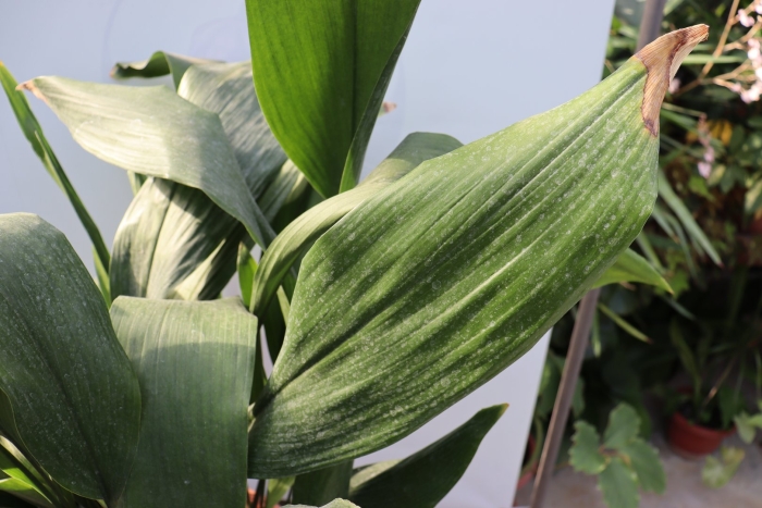 Аспидистра элатиор (aspidistra elatior)