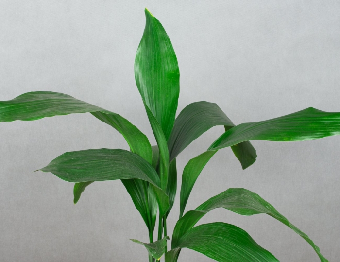 Аспидистра элатиор