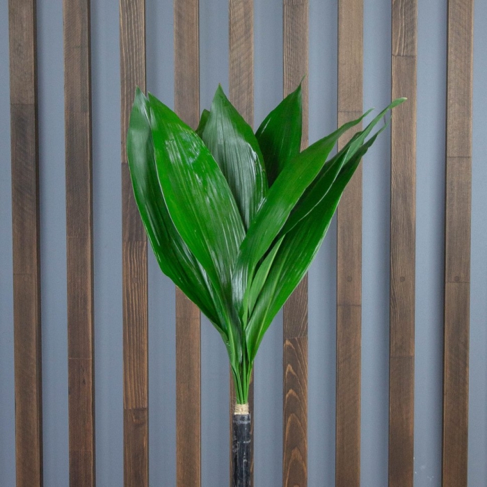 Аспидистра аир