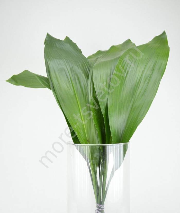 Аспидистра элатиор