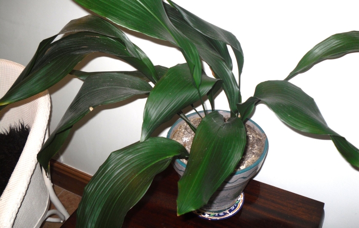 Аспидистра обланцефолиа