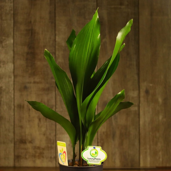 Аспидистра элатиор
