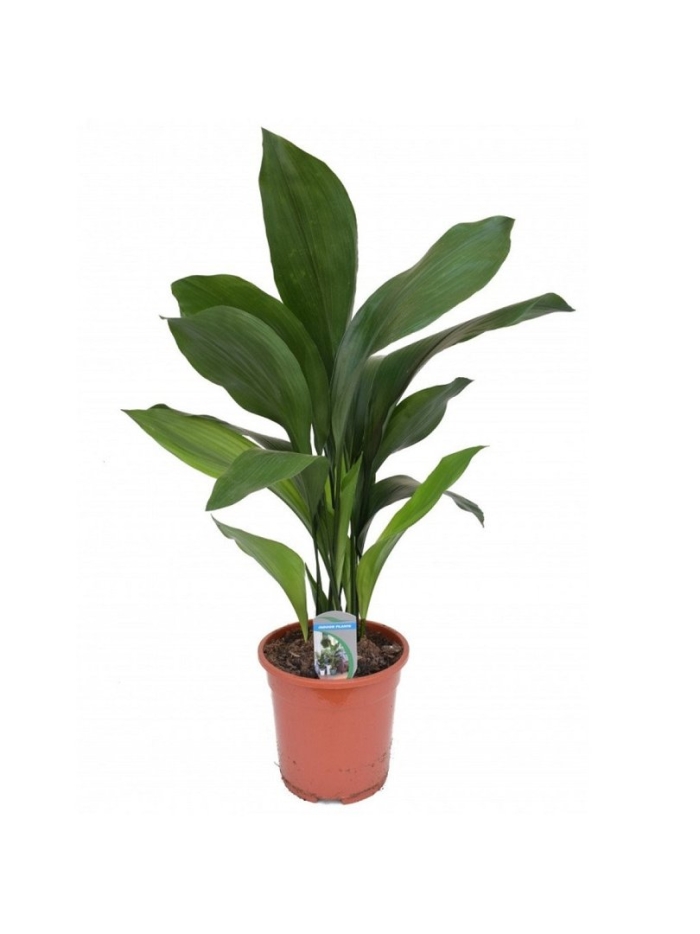 Аспидистра aspidistra elatior 15/60 в горшке