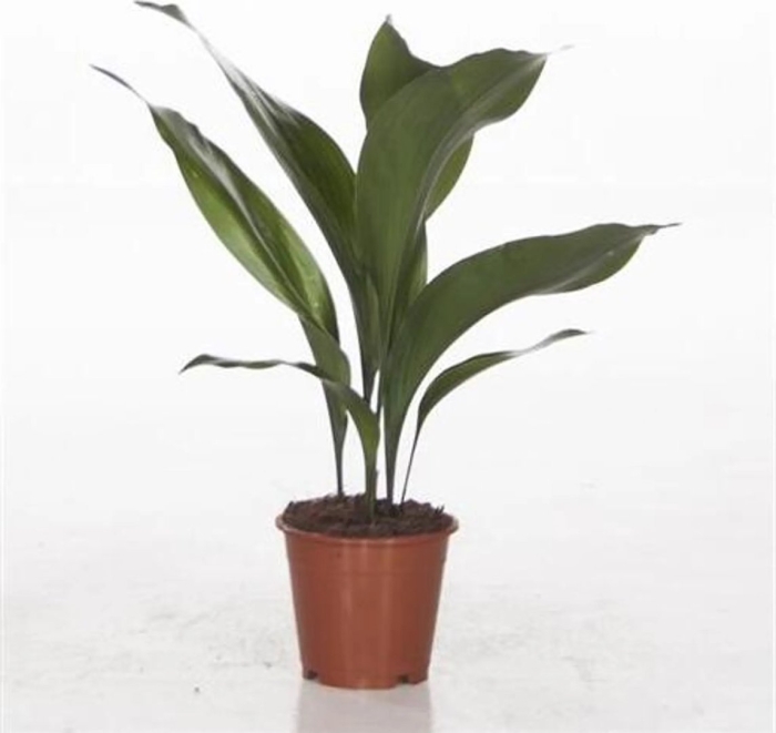 Аспидистра элатиор (80)