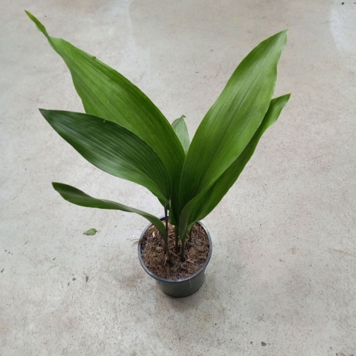 Аспидистра элатиор