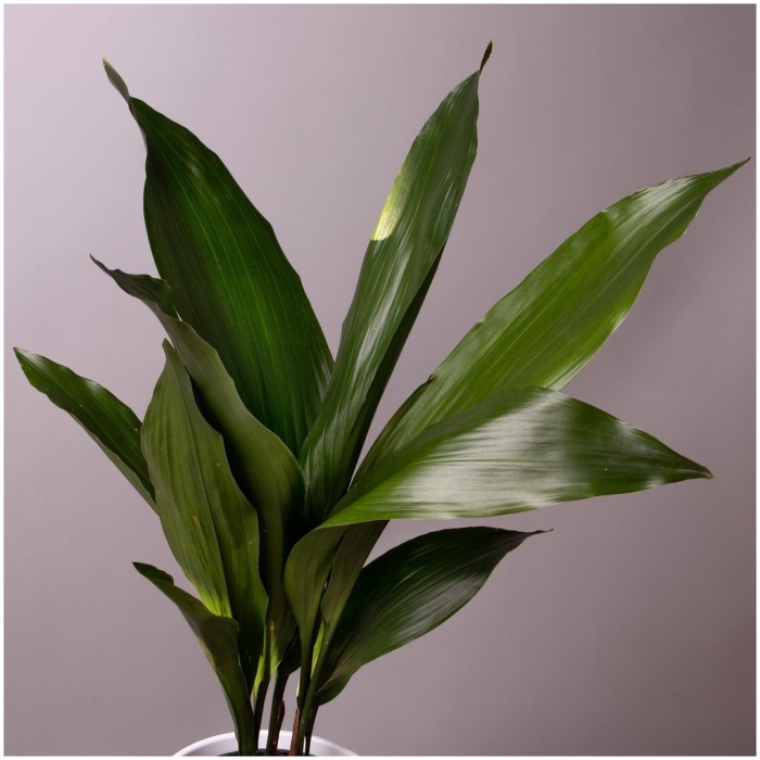 Аспидистра элатиор