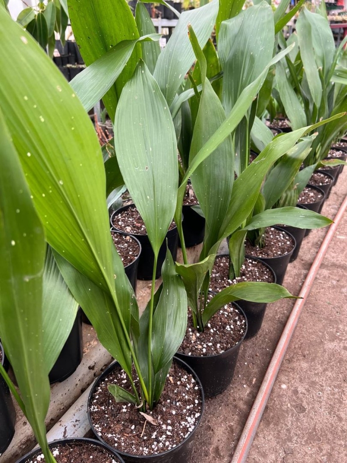 Аспидистра обланцефолиа