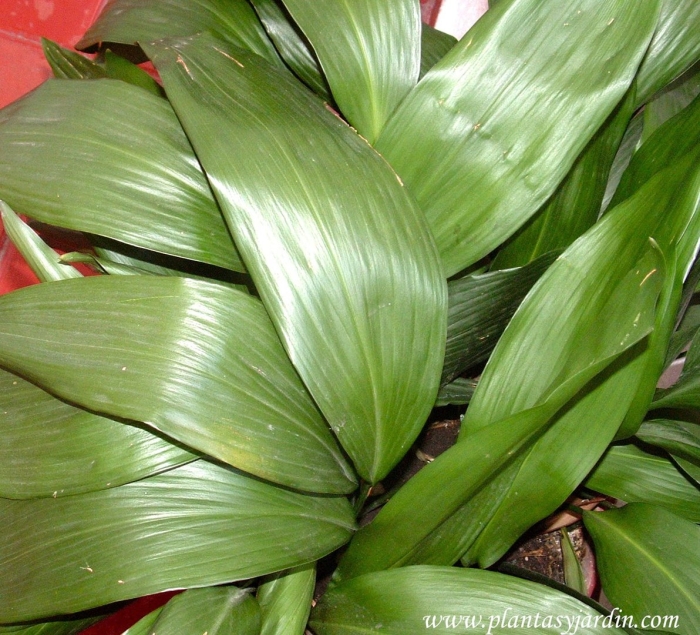 Аспидистра комнатное растение