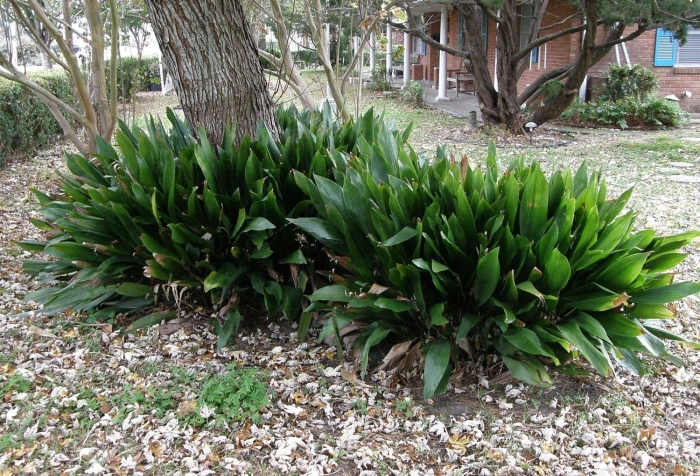 Aspidistra elatior
