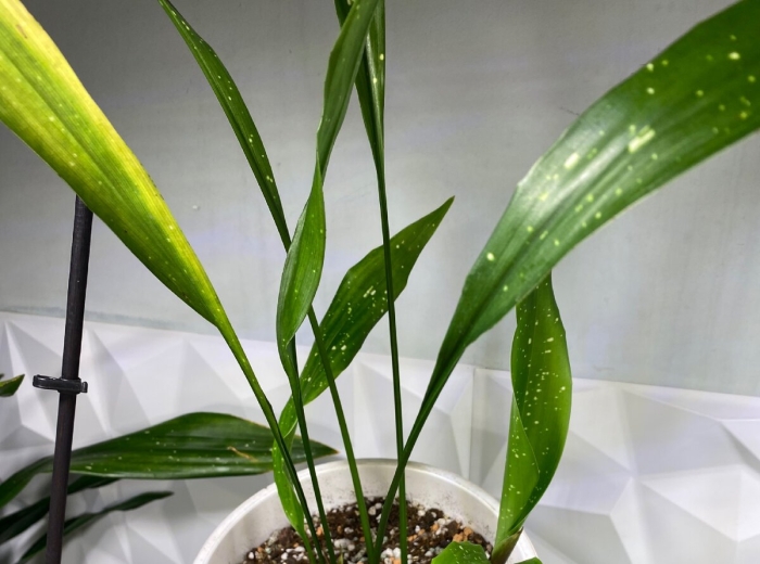 Аспидистра комнатное растение