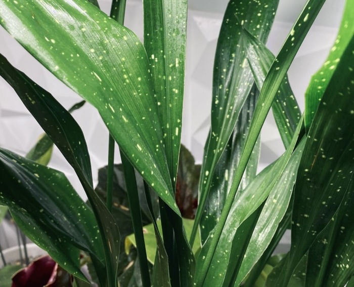 Аспидистра млечный путь