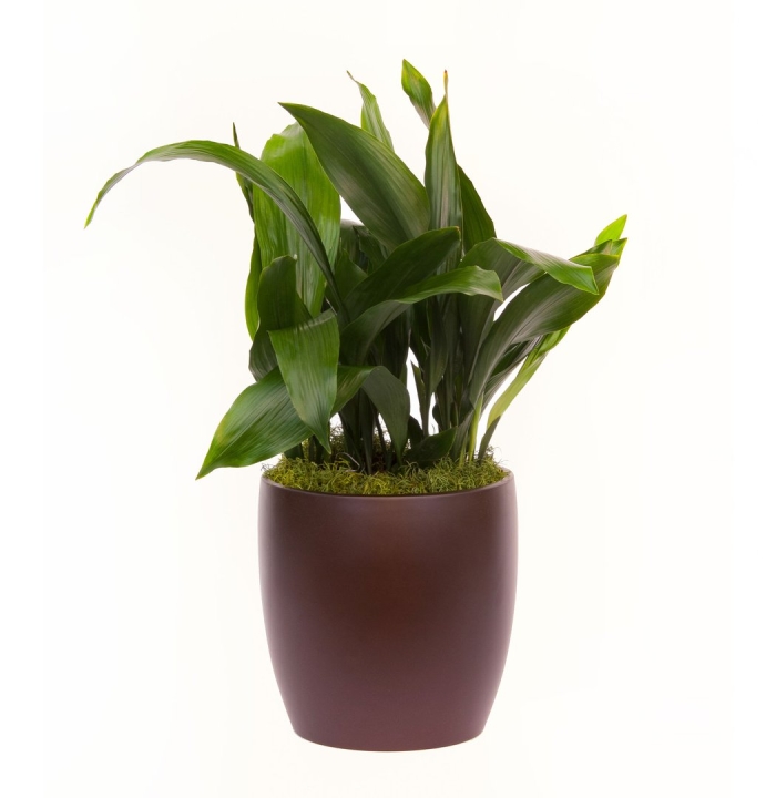Аспидистра обланцефолиа