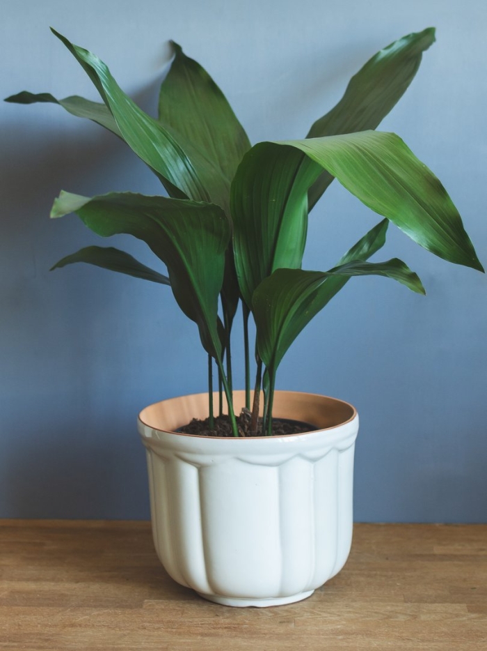 Аспидистра элатиор (aspidistra elatior)