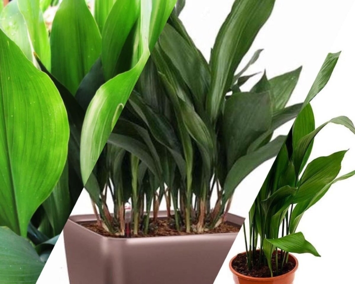 Аспидистра гуаньджоуская