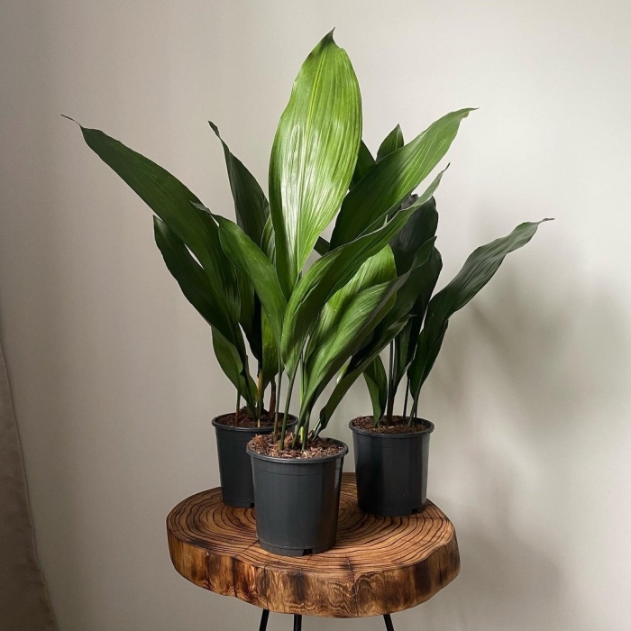 Аспидистра элатиор (aspidistra elatior)