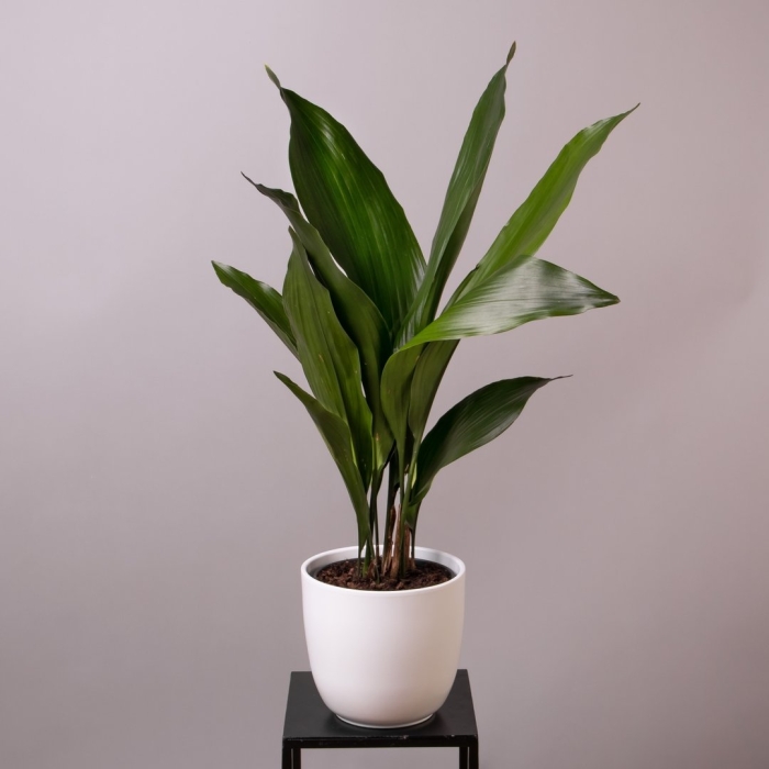Аспидистра элатиор (aspidistra elatior)