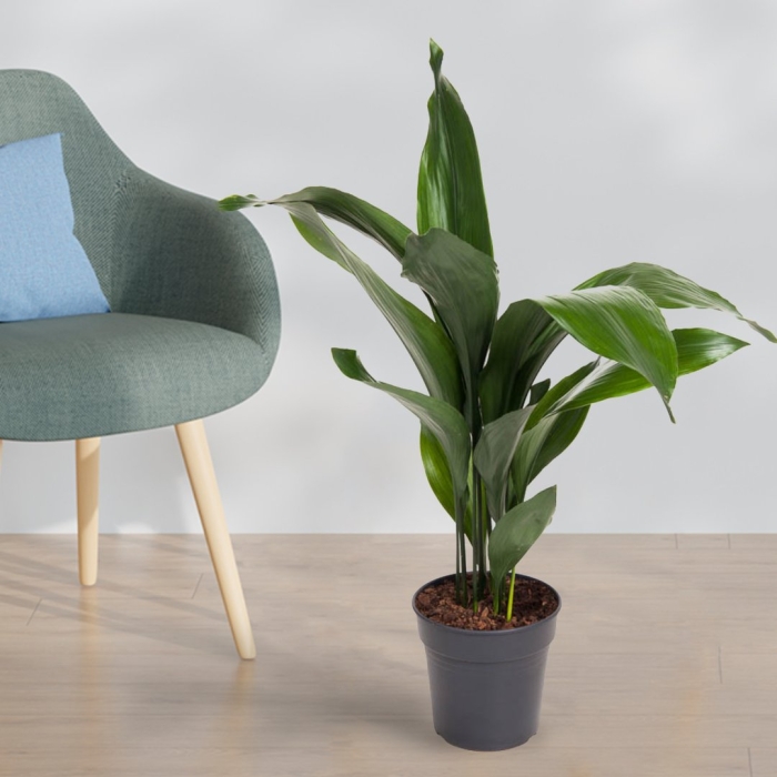 Аспидистра элатиор