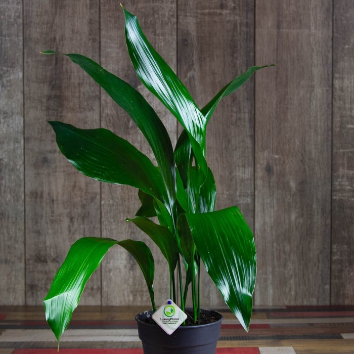 Аспидистра элатиор