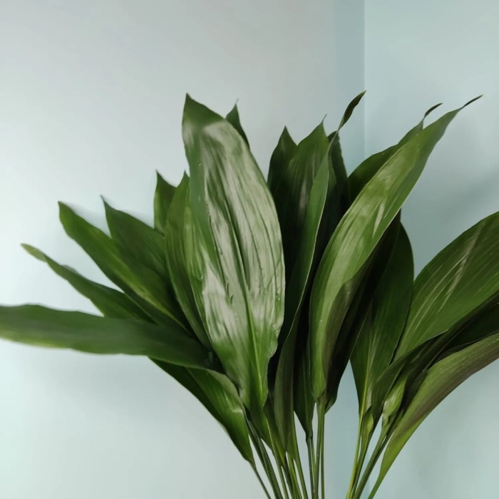 Аспидистра цветок