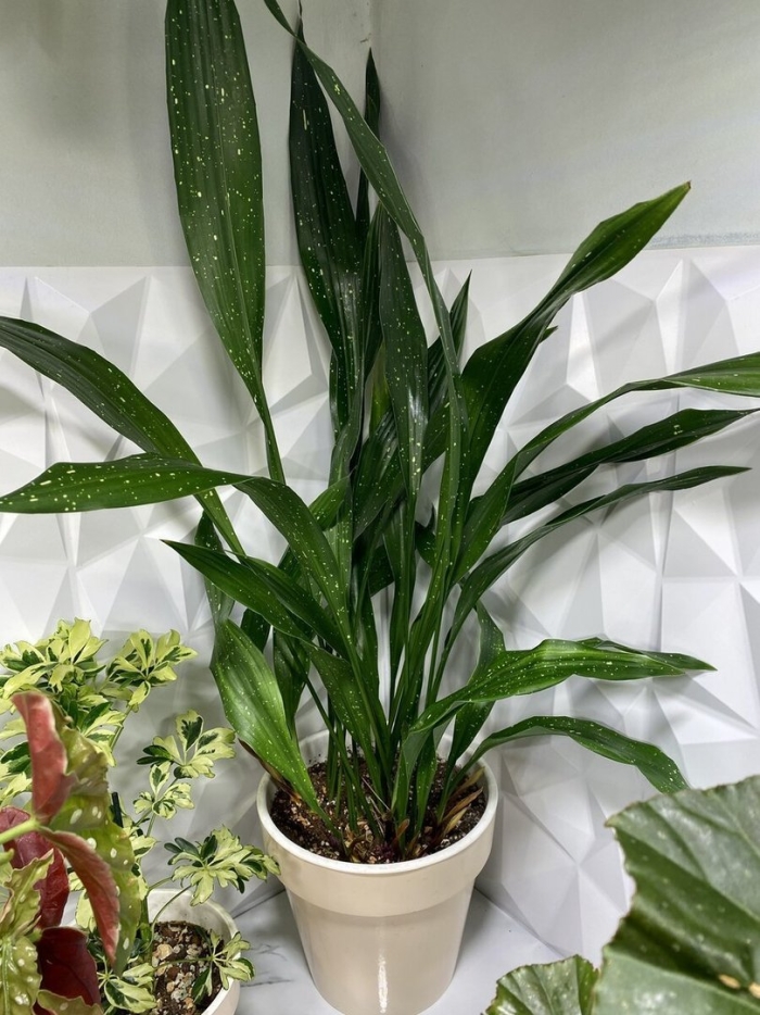 Аспидистра комнатное растение